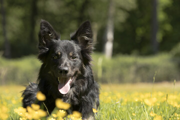 Dog, Border Collie, headshot