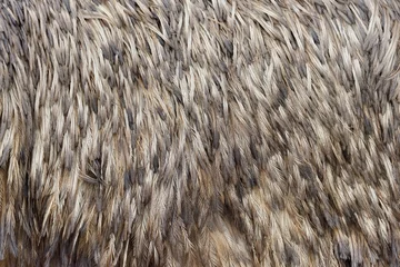 Photo sur Plexiglas Autruche Texture de plumes d& 39 autruche
