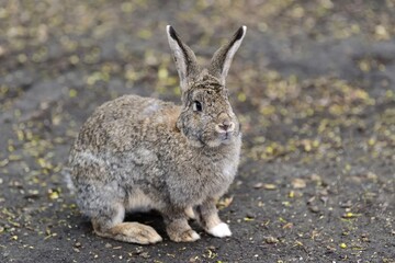Close big rabbit
