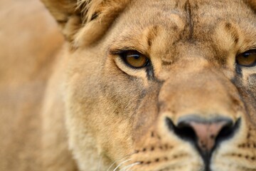 Close lion portrait