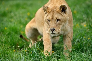 Lion in green grass