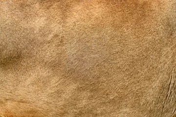 Photo sur Plexiglas Lion Véritable texture de peau de lion