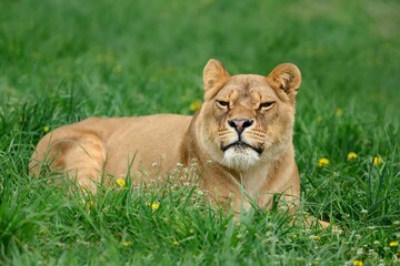 Lion in green grass