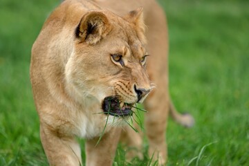 Lion in green grass