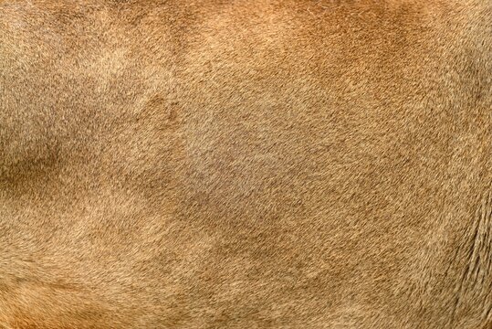 Lion Skin Images Browse 5 493 Stock, Lion Skin Fur Coats