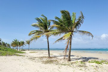 Naklejka na ściany i meble Palm trees at the beach