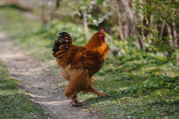 olorful cock with a beautiful tail a close-up.