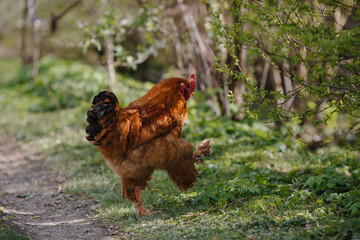 olorful cock with a beautiful tail a close-up.