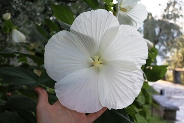 Giant hibiscus white