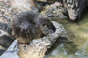 coypus also known as nutria resting on the rocks by the water