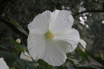 White flower of Giant hibiscus
