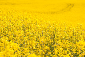 Obraz premium yellow Rapeseed field background. Field of bright yellow rapeseed in spring. Rapeseed, Brassica napus, oil seed rape