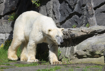 Eisbär in der Sonne