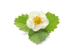 Flower and leaves of strawberry on white background