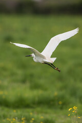 Little Egret, Heron, Egretta Garzetta