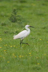 Little Egret, Heron, Egretta Garzetta
