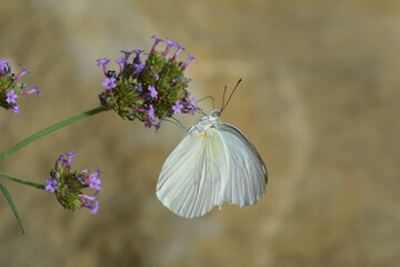 Butterfly 2017-47 / White butterfly on purple flower