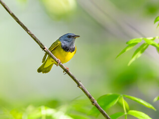 Fototapeta premium Mourning Warbler