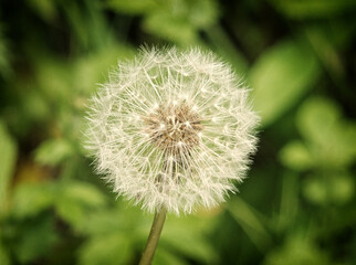 bright glowing dandelion clock on a green background