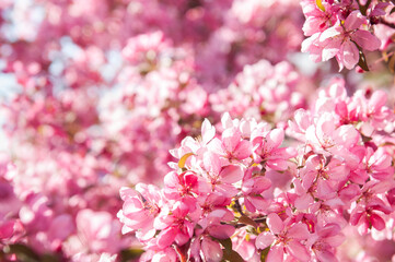 beautiful Pink flowers blossoming apple tree background
