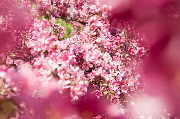 beautiful Pink flowers blossoming apple tree background