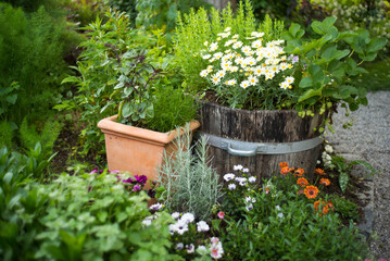 Fototapeta na wymiar Blumen und Gewürze duften aromatisch im Garten
