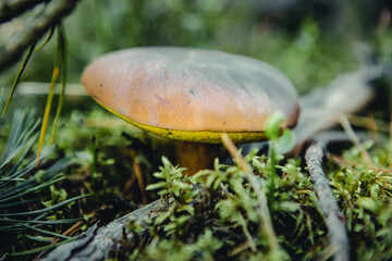 Greville's Bolete or Larch Bolete Suillus grevillei