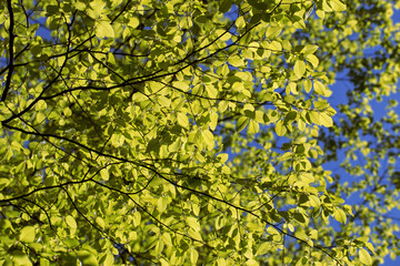 Young spring foliage on a tree against a blue sky