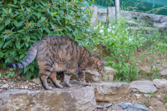Le Chat soeur