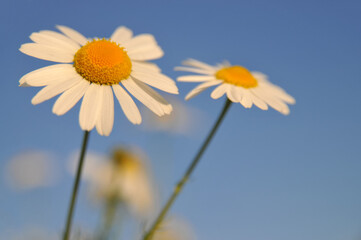 Summer nature background with daises and sunlight 