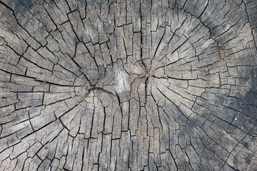 Cross section of the tree close