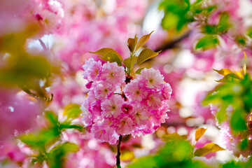 pink sakura or cherry blossom in spring season, japan