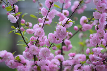 tender flowers of sakura bloom on tree branch outdoor