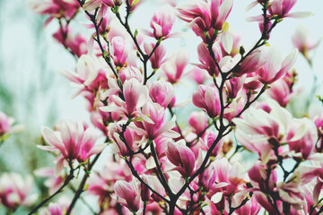flowers of magnolia blooming tree pink color on branch