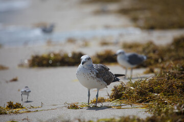 Juvenile of a laughing gull (Leucophaeus atricilla)