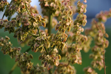 Ambrosia, regweed in full bloom