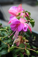 Fuchsia 