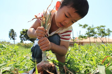 玉ねぎを掘る幼児(4歳児)