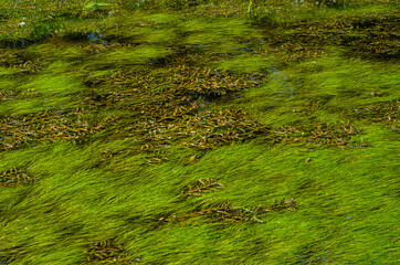 Green algae pollution on a water surface