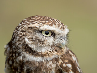 Closeup portrait of a little owl (Athene noctua) with big eyes