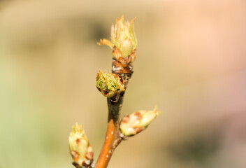 Tree branch with buds