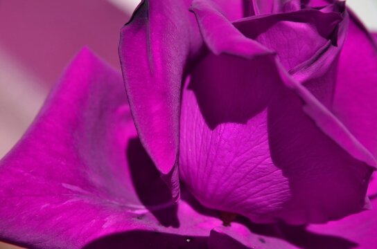 Purple rose closeup