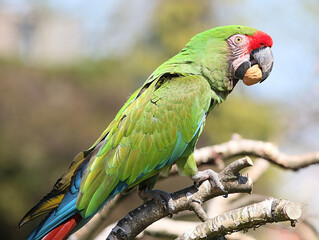 Mexican / South American Military macaw (Ara militaris) eating a nut. © gerwbosma