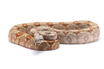 Boa imperator Hog island isolated on white background