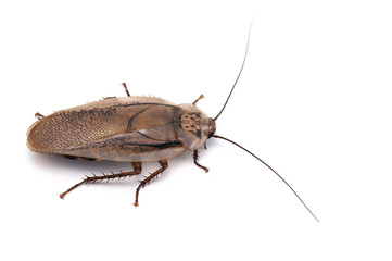 giant cockroach isolated on white background
