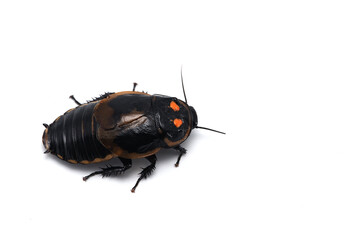 giant cockroach isolated on white background