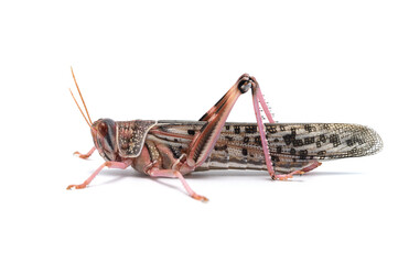 Locust isolated on white background