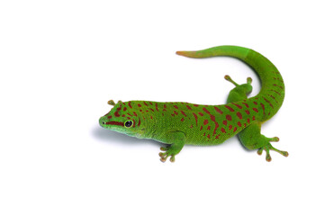 Madagascar gecko isolated on white background