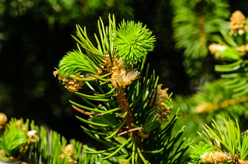 Young fir tree needles