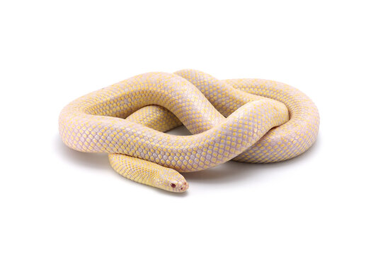 Common King Snake Albino Isolated On White Background